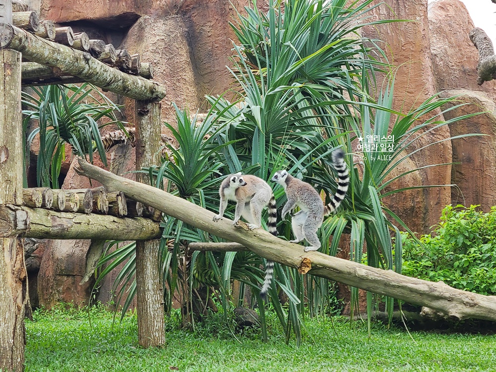 베트남 남호이안 빈원더스 사파리 후기 가격 할인입장권 예약 리버