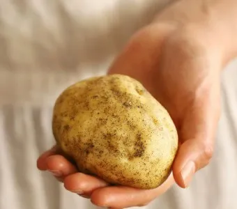 감자 심는 시기 재배 방법_8