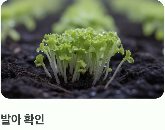 초보자도 OK! 파종과 솎아주기