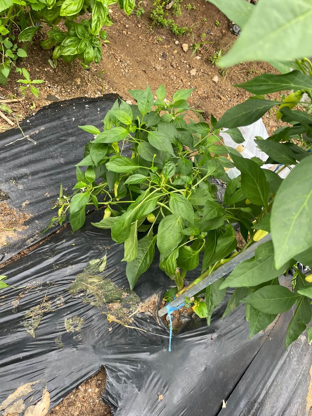 태풍에 쓰러진 골든벨 고추