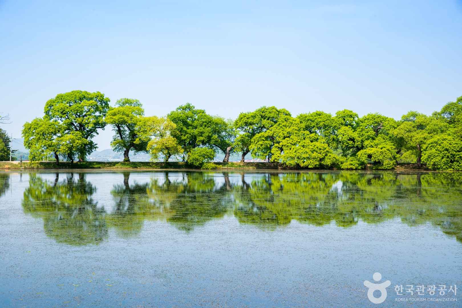 경산 반곡지 연못