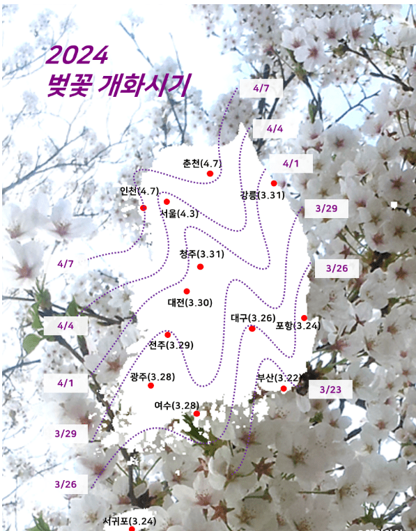 벚꽃