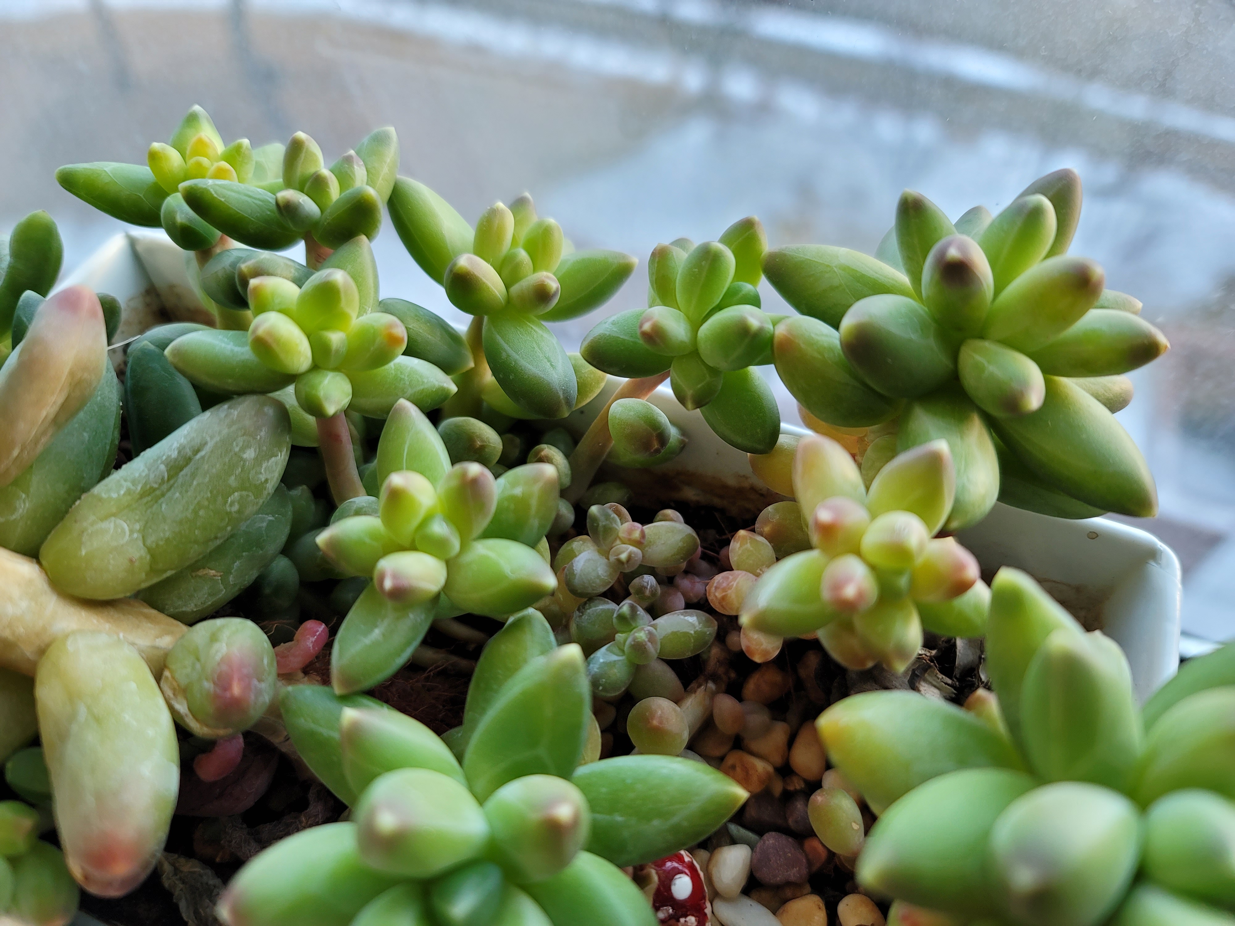 천대전송