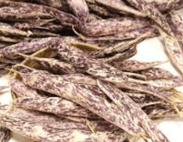 호랑이콩 순지르기