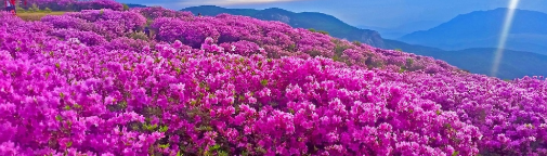 합천황매산 철쭉제1