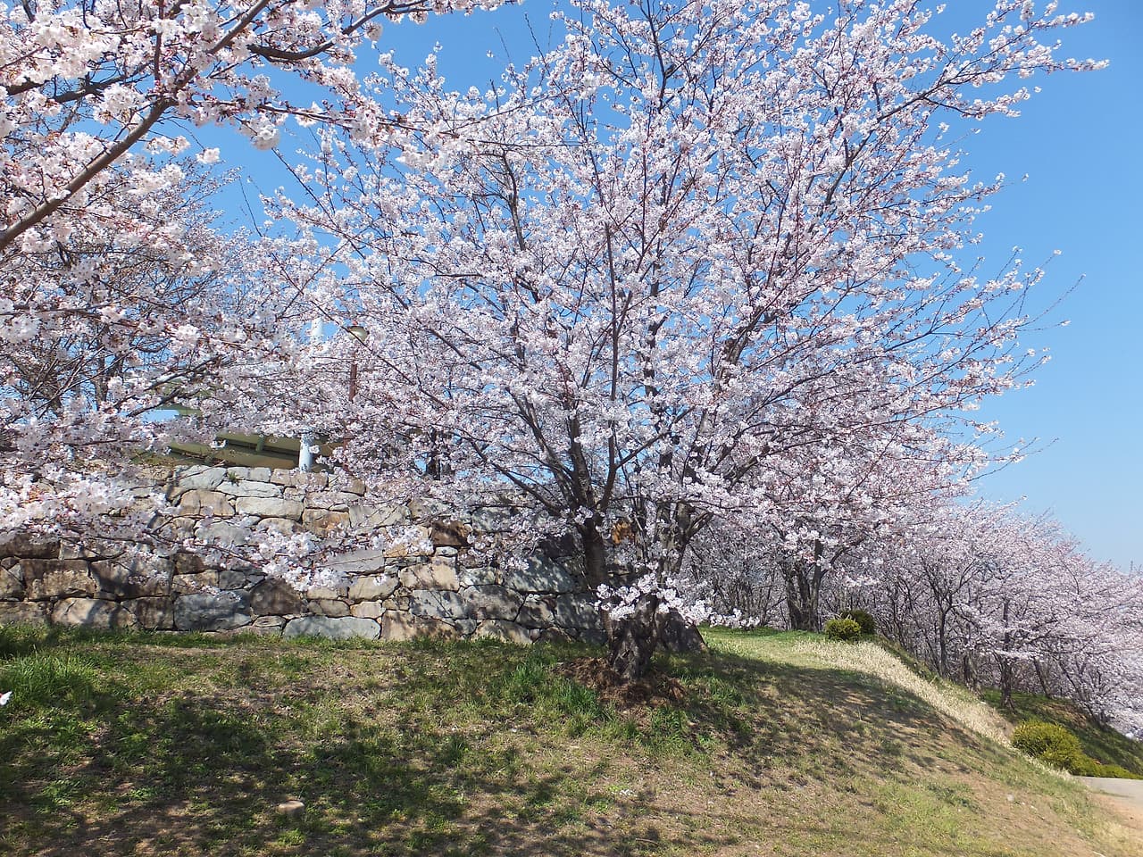 선진리성과 벚꽃