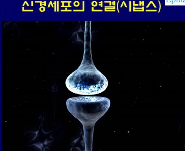 시냅스
