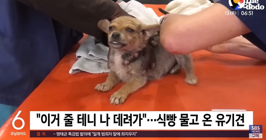 유기견의 건강 상태