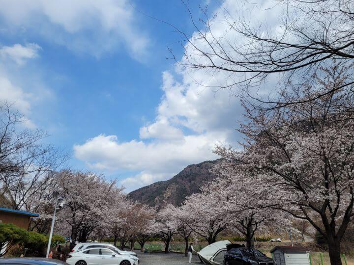 벚나무와 자동차