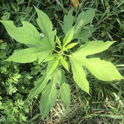 도심에서 만나는 외래식물, 알고 보면 위험한 식물들 관련 사진