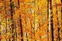  소상공인 50만원 크레딧 지원금! 신청방법 총정리