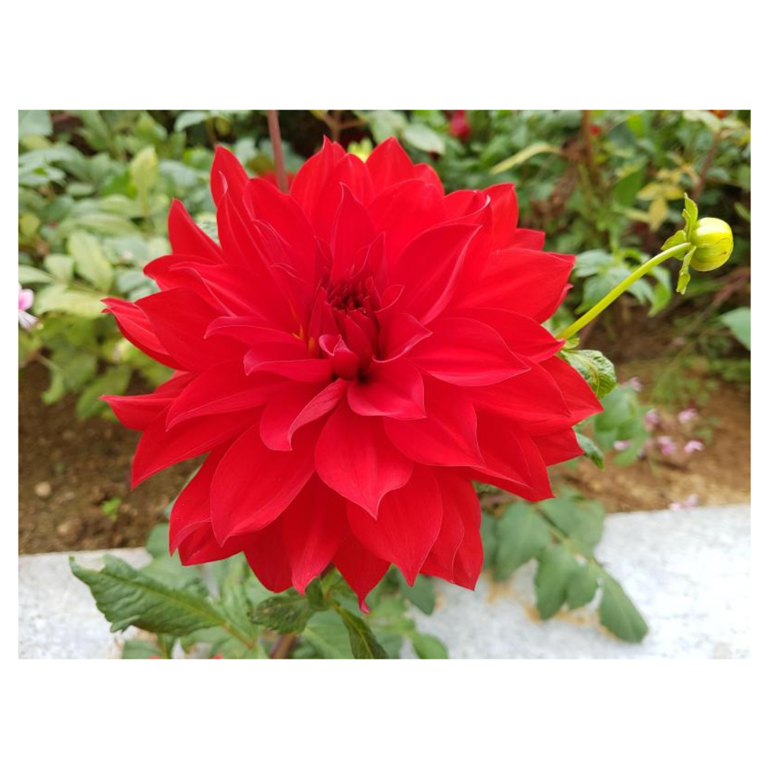 맥문동과 관련된 사진입니다.