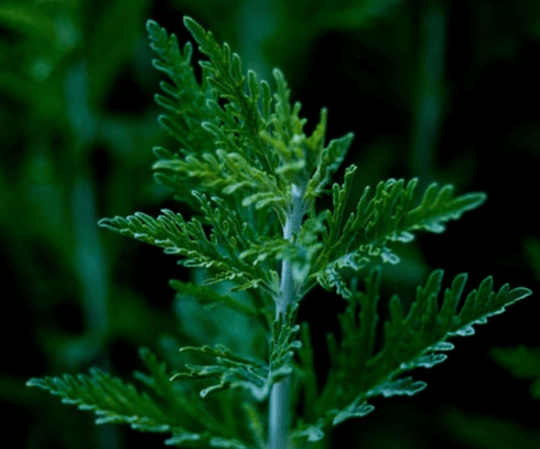초록색 쑥이 자란 모습으로 크기가 좀 크고 잎이 싱싱하다.