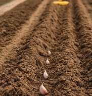 마늘 심는 시기