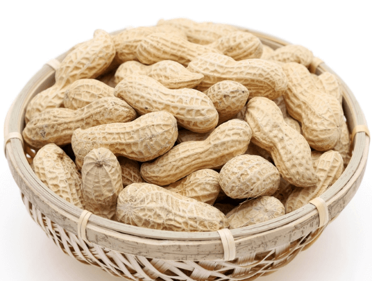 땅콩 심는 시기 수확 시기 효능 및 버터 만들기