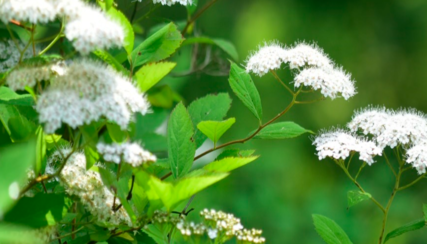 국립수목원 예약방법 주차장 이용안내 총정리!