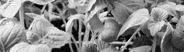 들깨 파종시기, 들깨 심는시기: 약 30cm 정도