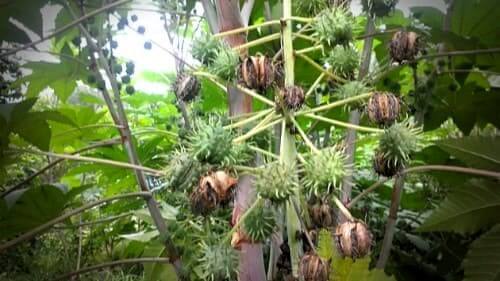 피마자-아주까리-종자결실-모습