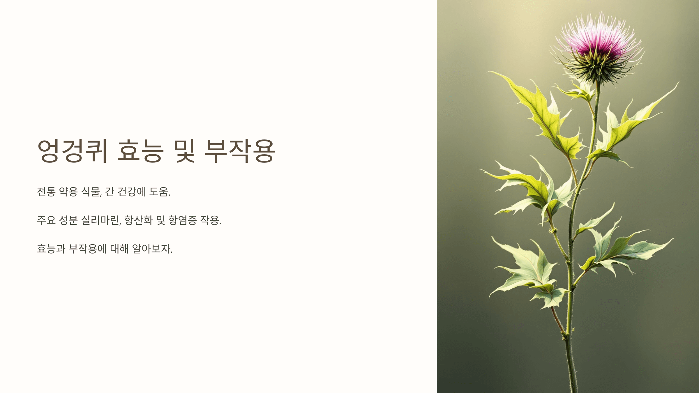 엉겅퀴와 관련된 사진입니다.