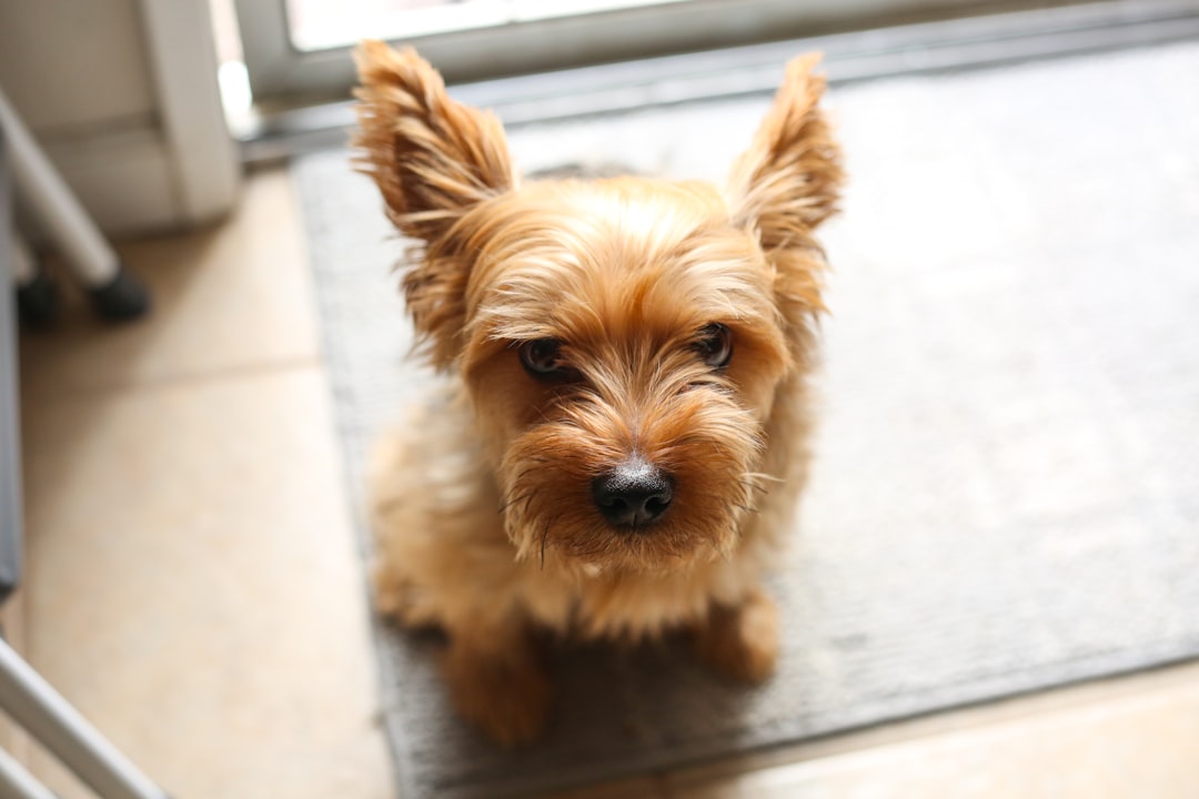 Dog mat
