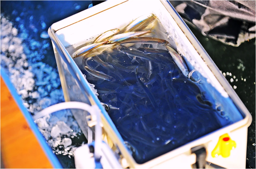 강화양오빙어축제