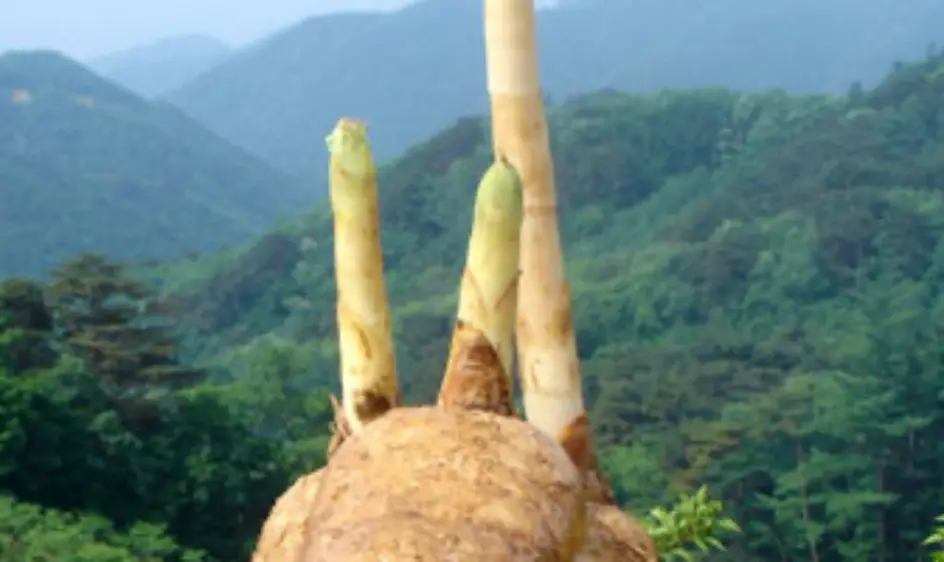 천마 효능