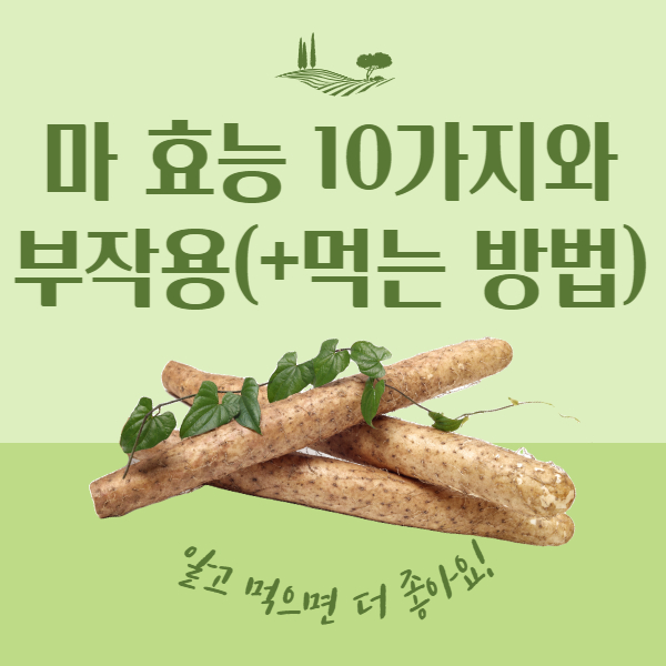 마 효능과 부작용