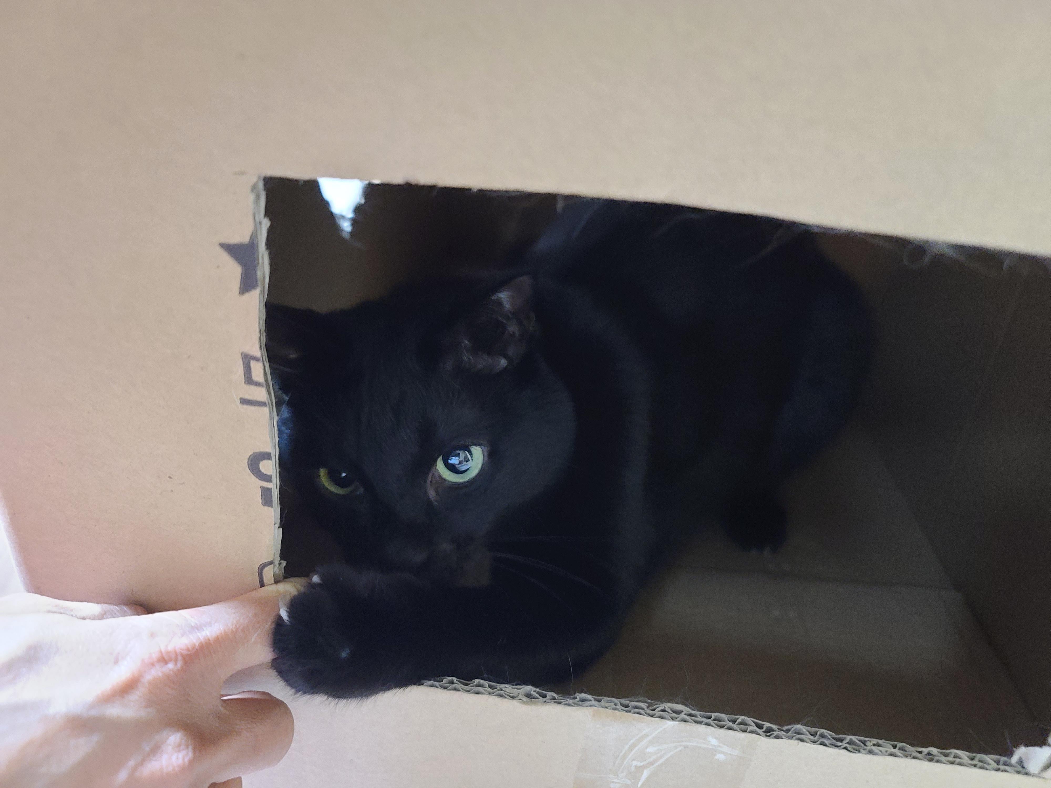 삐진 고양이 기분 풀어주기 (feat.고양이랑 놀아주는 방법)