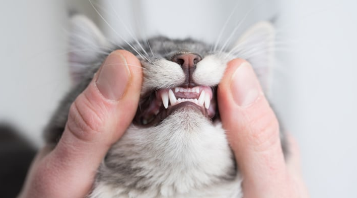 고양이 구강 건강 관리