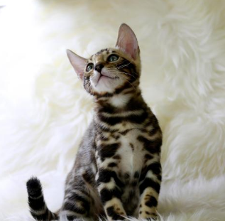 반려동물 장례준비