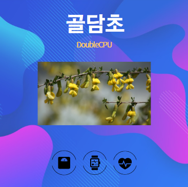 골담초 알아보기