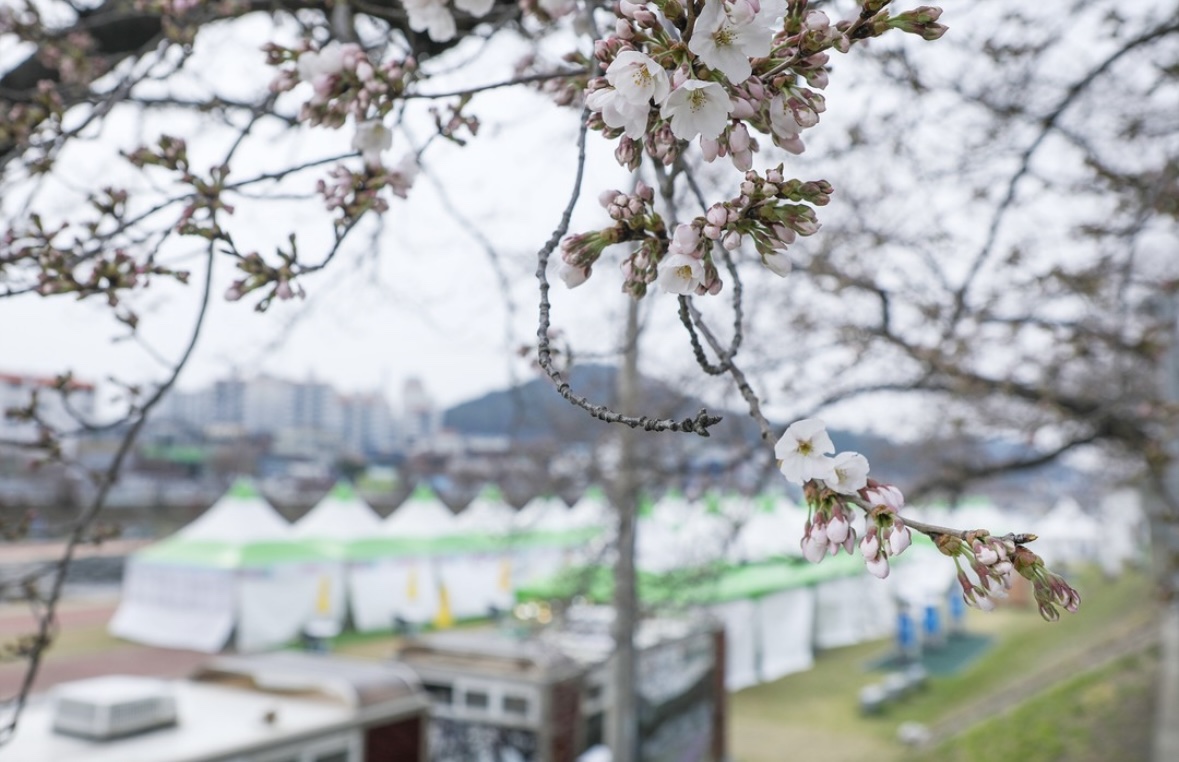 정읍 벚꽃 축제