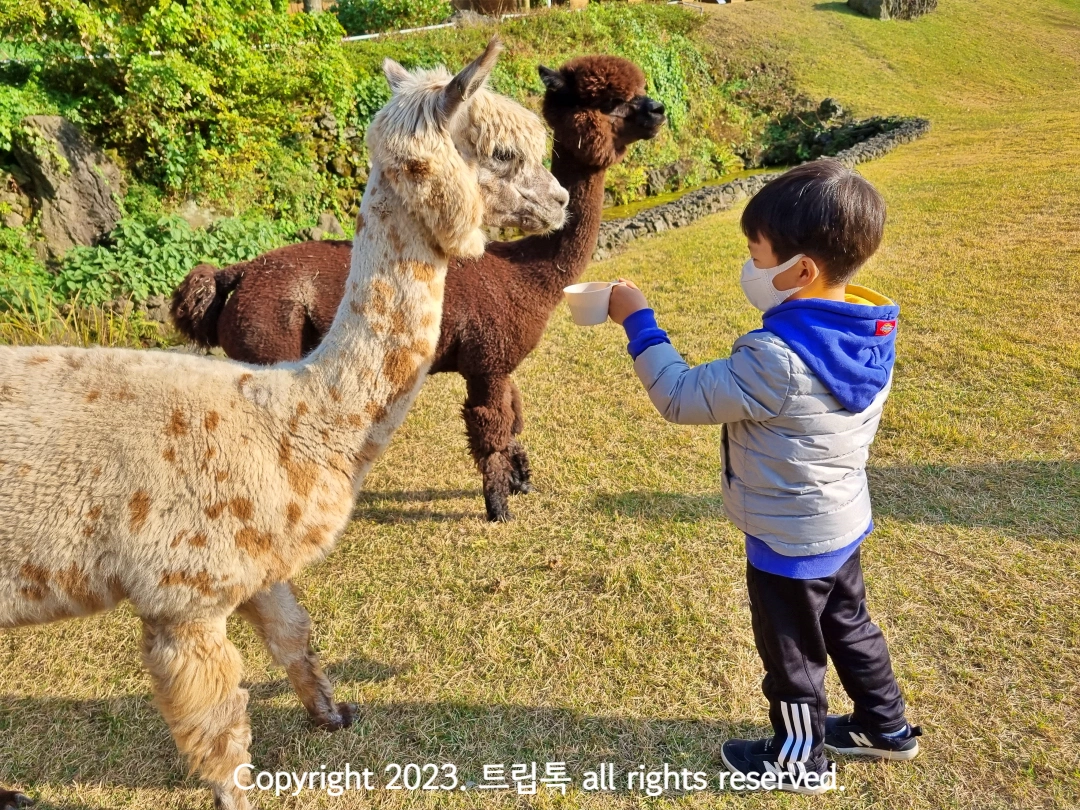 하얀색에 아이보리 얼룩 알파카에세 아이가 먹이를 주고있다