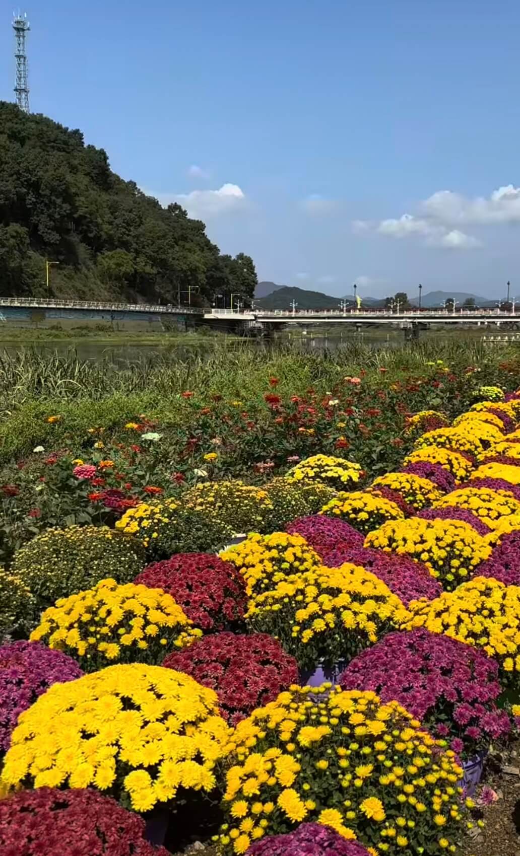 2025 장성 황룡강 꽃축제&amp;#44; 10월 18일(토)~ 10월 26일(일)관련사진