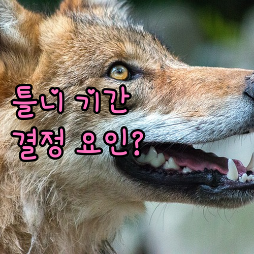 틀니 제작 기간, 결정적 요인은? [