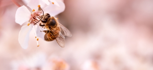 프로폴리스 이미지