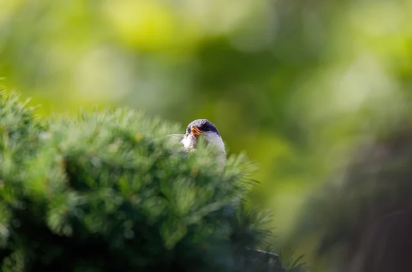 입춘에 대해 알아봅시다