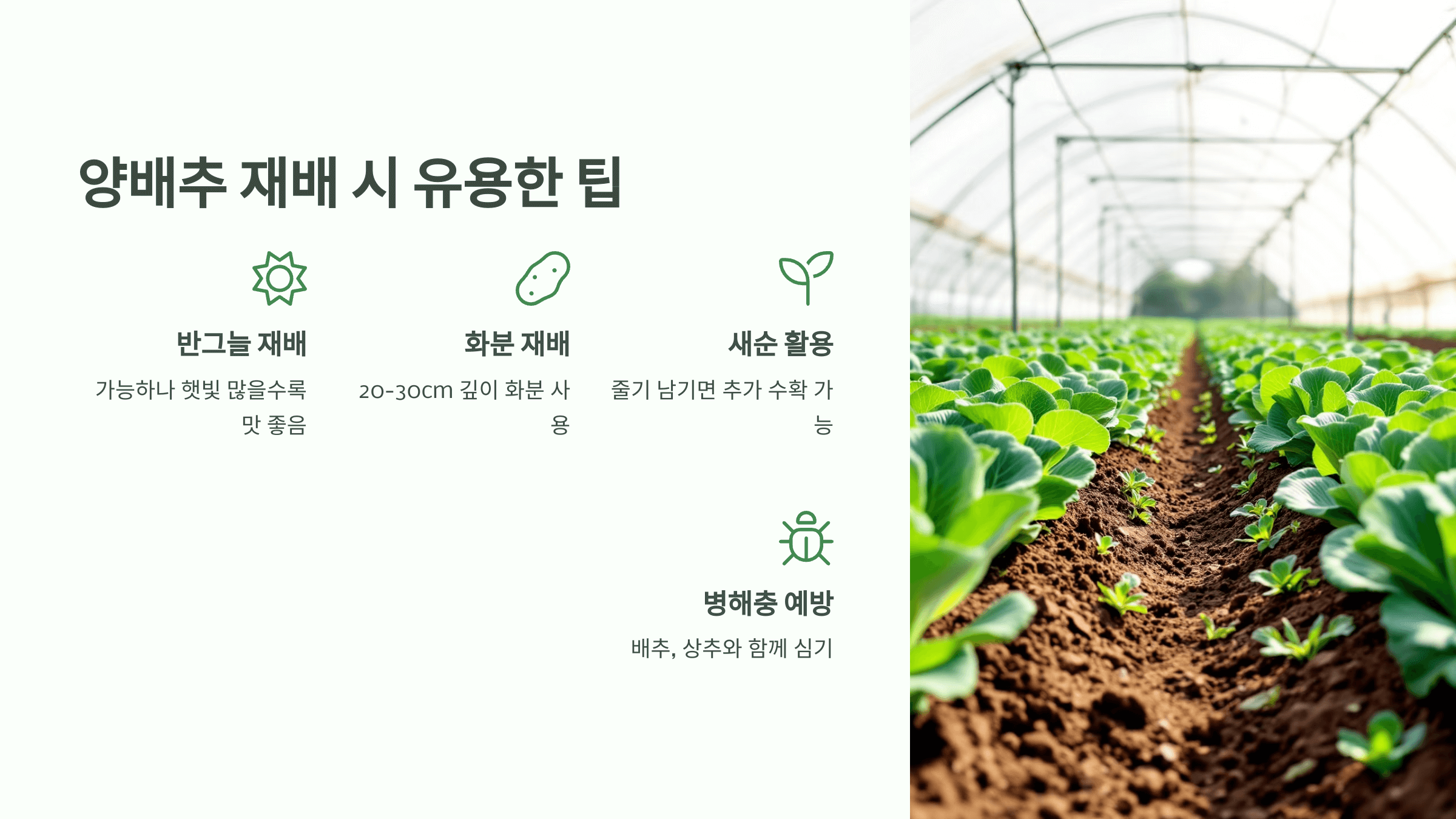 양배추 사진입니다.