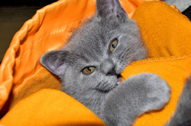 담요를 씹는 고양이.