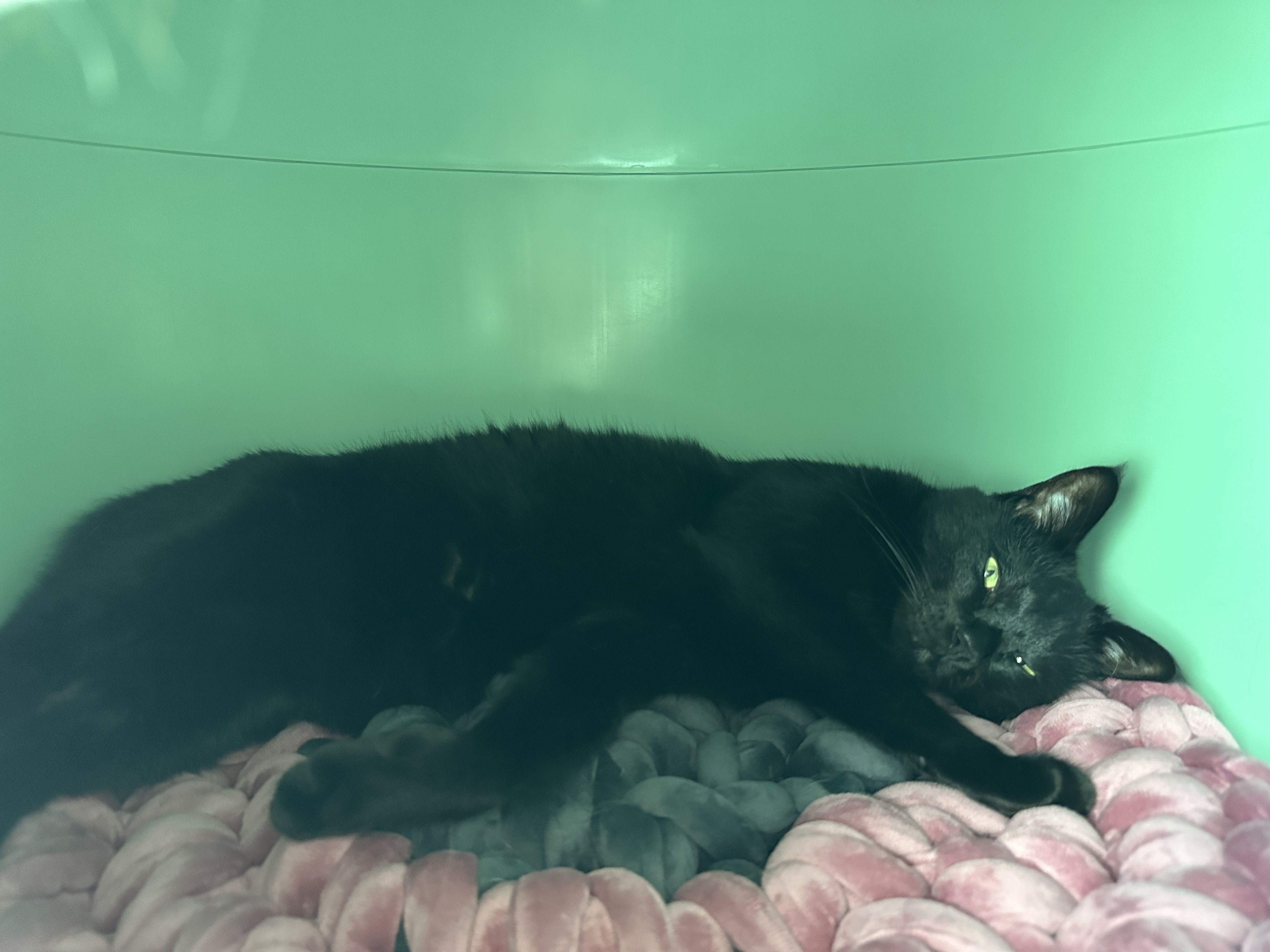 하우스_2층_첫번째_만든_방석_위에서_자고_있는_올블랙고양이_건이