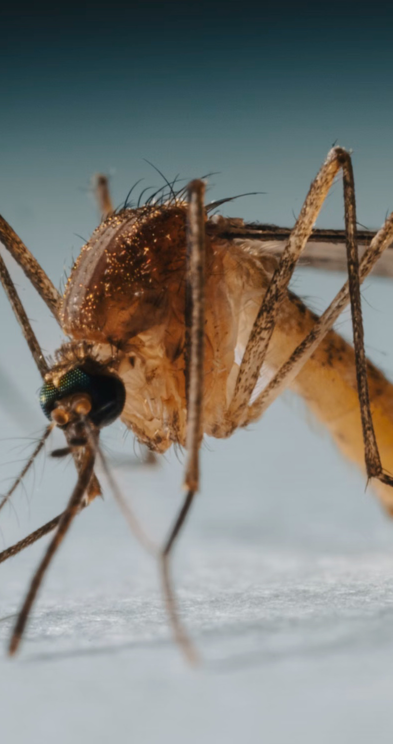 모기 잘물리는 혈액형