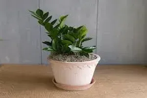 금전수