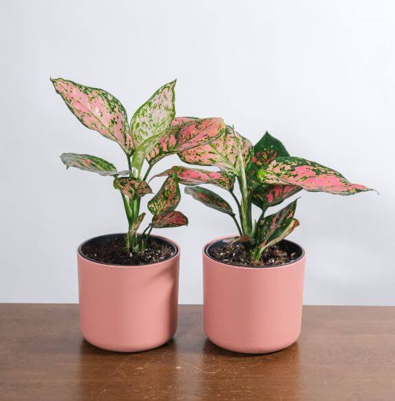 아글라오네마-(Aglaonema)