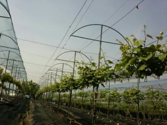 포도 재배 전정 시기 봉지 씌우기 병해 예방_9