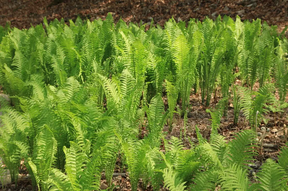 울산식물원-고사리원