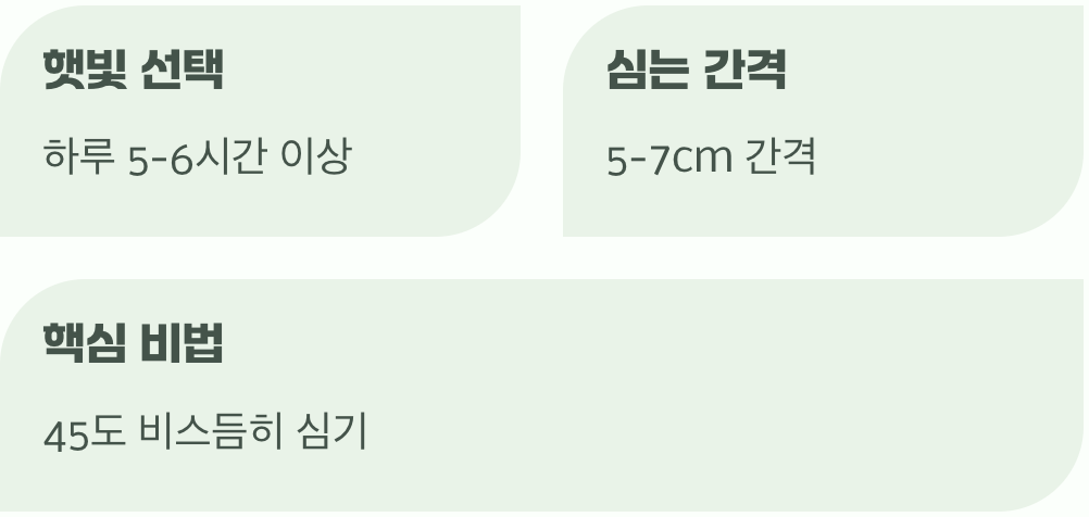 모종 심기&amp;#44; 풍성한 수확을 위한 비법