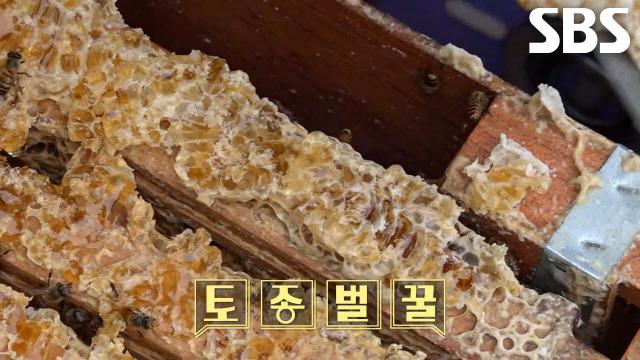 벌과 벌집이 보이는 토종 벌꿀 방송 장면