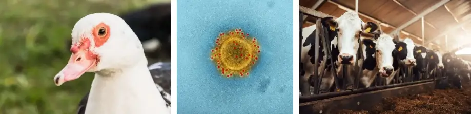 조류독감 수혜주