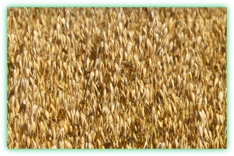 슈퍼푸드 카무트와 귀리의 효능, 차이점, 부작용