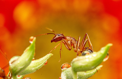 곤충도 얼굴을 기억할까? 가장 영리한 곤충에 대한 탐구